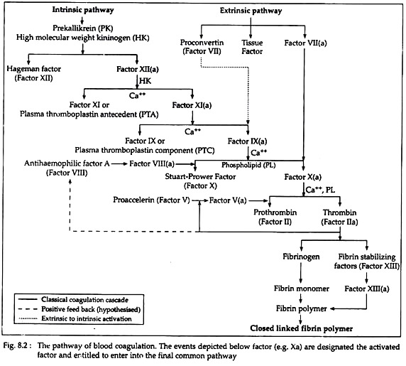 Pathway of Blood Coagulation