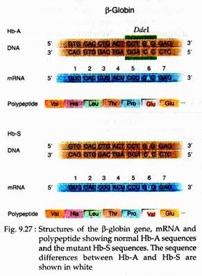 Structures of the β-Globin Gene, mRNA and Polypeptide