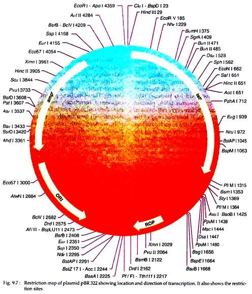 Restriction Map of Plasmid pBR 322