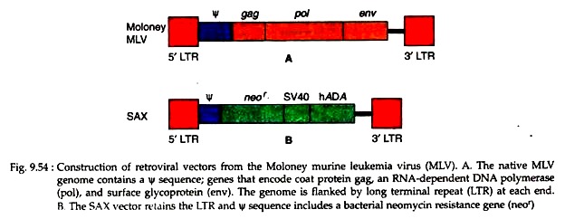 Construction of Retroviral Vectors