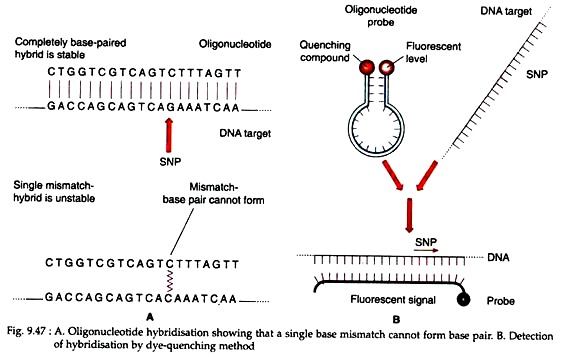 Oligonucleotide Hybridisation and Detection of Hybridisation