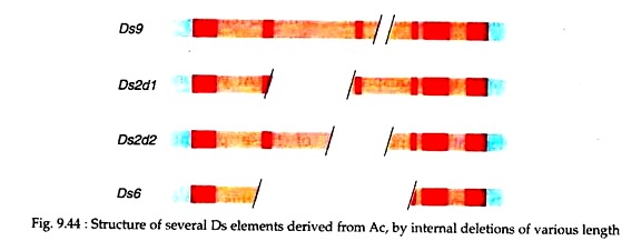Structure of Several Ds Elements