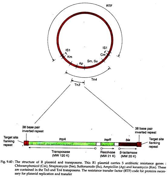 Structure of R Plasmidand Transposons