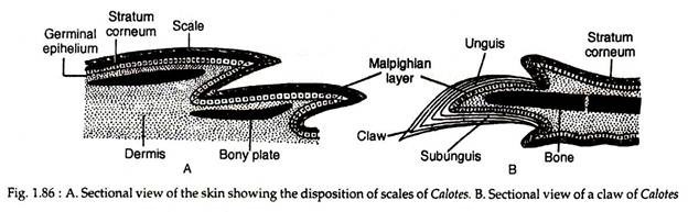 Sectional views of calotes