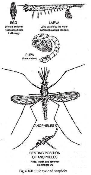Life cycle of Anopheles 