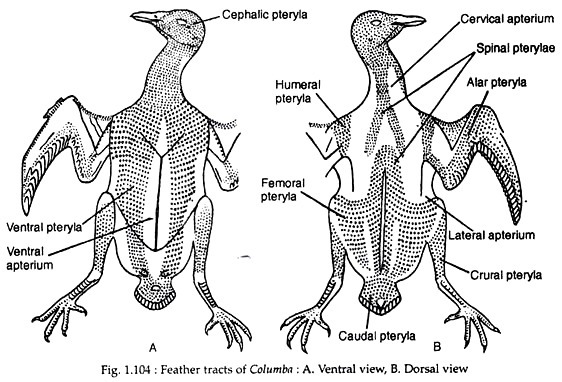 Feather tracts of columbia