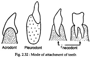Mode of Attachment of Teeth 