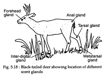 Black-Tailed Deer