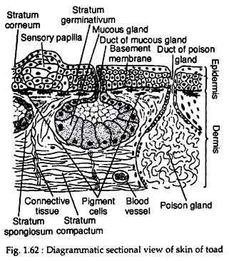 Diagrammatic sectional view of skin of toad 