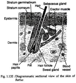 Diagrammatical sectional view of the skin of Rattus