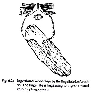 Ingestion of wood chips by the flagellate Leidyopsi 