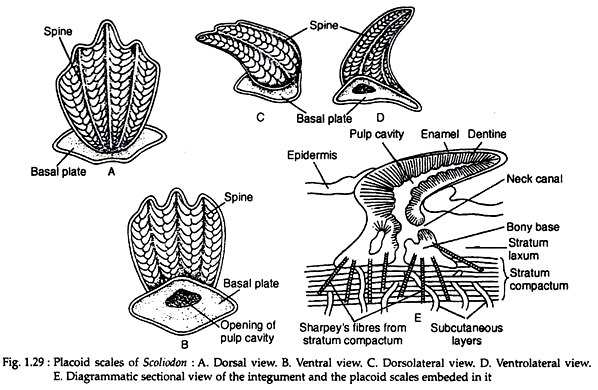Placoid scales of scoliodon