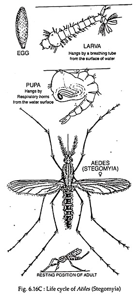 Life Cycle of Aedes