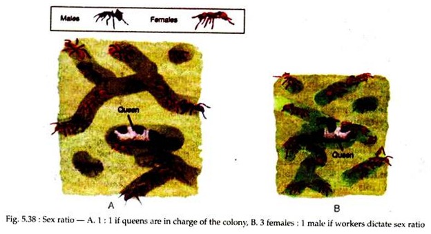 Sex Ratio