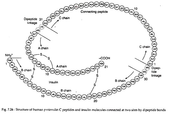 Structure of Human Proinsulin C Peptides and Insulin Molecules