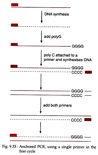 Anchored PCR