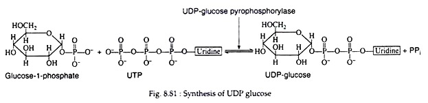 Synthesis of UDP Glucose