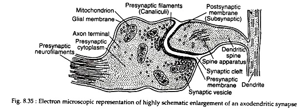 Enlargement of an Axodendritic Synapse