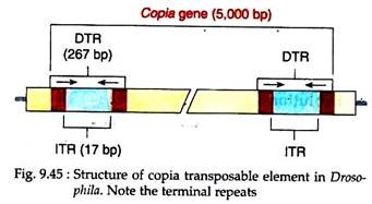 Structure of Copia Transposable Element of Drosophila