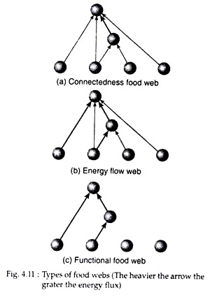 Types of Food Webs