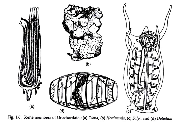 Members of Urochordata