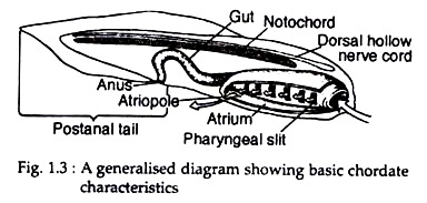 Basic Chordate Characteristics