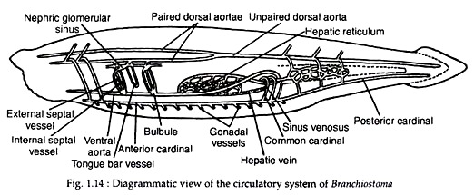 Circulatory System of Branchiostoma