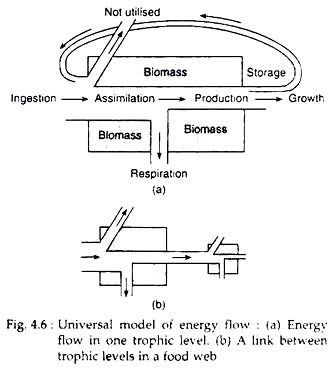 Universal Model of Energy Flow