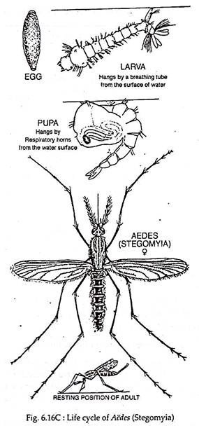 Life cycle of Aedes 