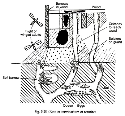 Nest of Termitarium of Termites