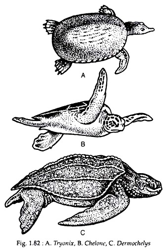 Tyonix, Chelone and Dermochelys