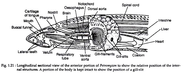 Longitudinal Sectional View of the Anterior Portion of Petromyzon