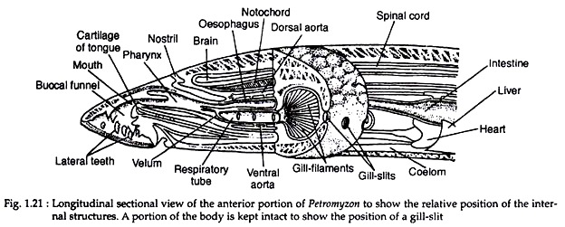 Lampreys: Habitat, Locomotion and Reproduction | Zoology