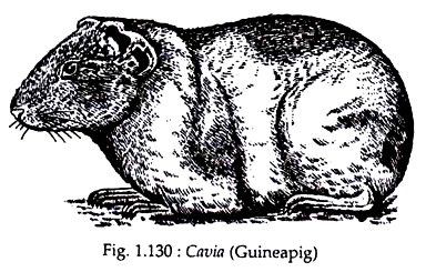 Cavia