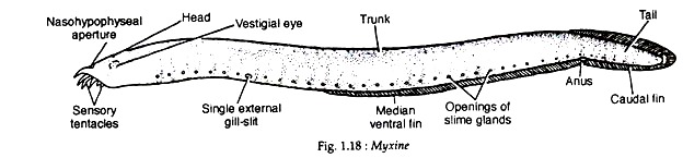 Craniata: Characters and Classification | Zoology