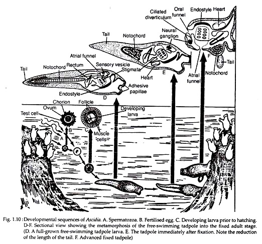 Development Sequences of Ascidia