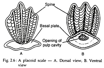 A Placoid Scale