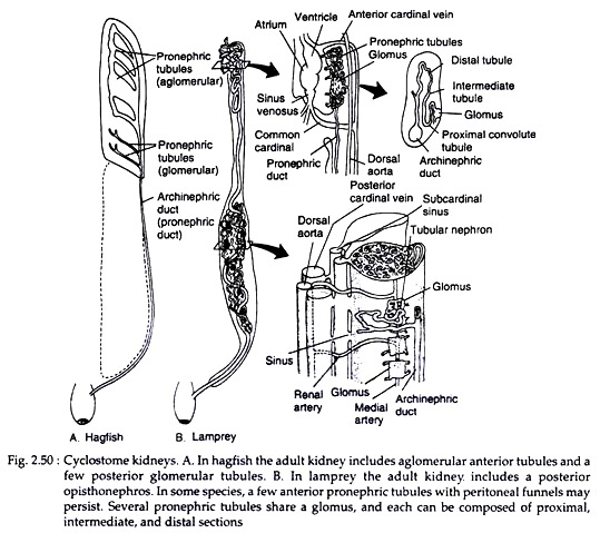 Cyclostome Kidneys
