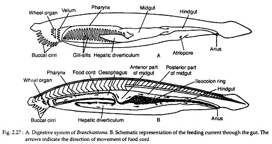 Digestive System of Branchiostoma and Feeding Current through the Gut