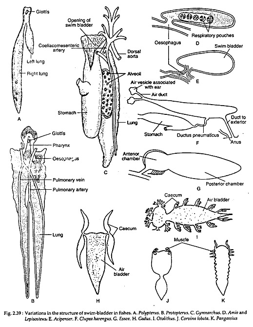 Variations in the Structure of Swim-Bladder in Fishes