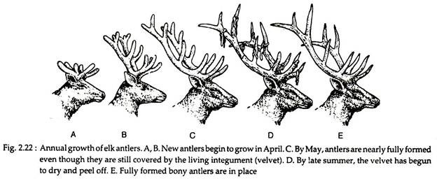 Annual Growth of Elk Antlers