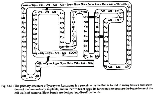 Primary Structure of Lysozyme