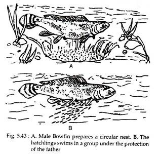 Male Bowfin and Hatchling Swims in a Group
