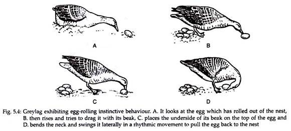 Greylag Exhibiting Egg-Rolling Instinctive Behaviour