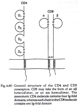 General Structure of the CD4 and CD8 Coreceptors