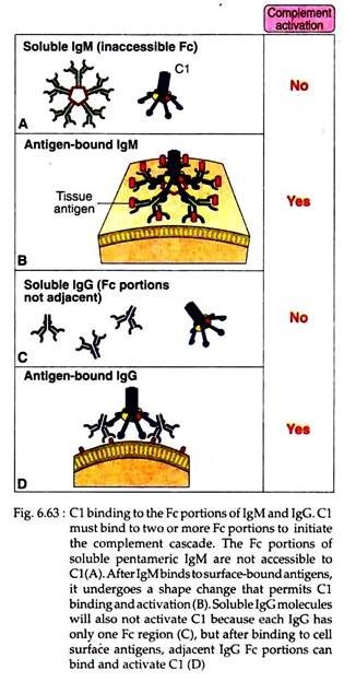 C1 Binding to the Fc Portions of lgM and lgG