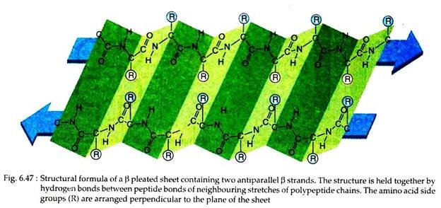 Structural Formaal of β Pleated Sheet