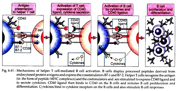 Mechanisms of Helper T Cell-Mediated B Cell Activation