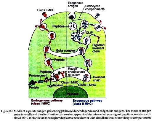 Model of Separate Antigen-Presenting Pathways