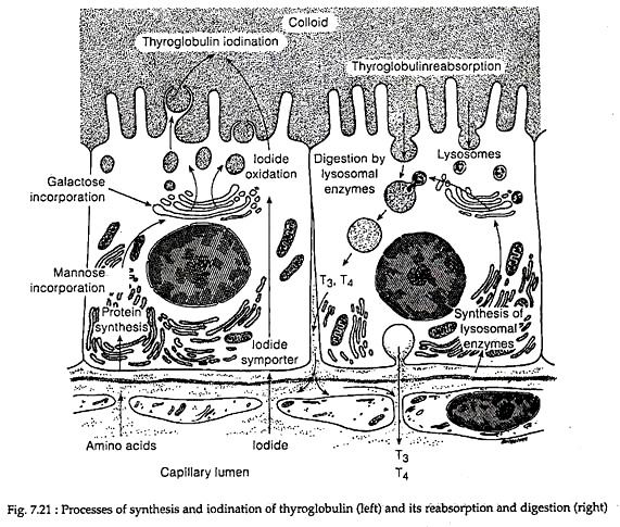 Processes of Synthesis and Iodination